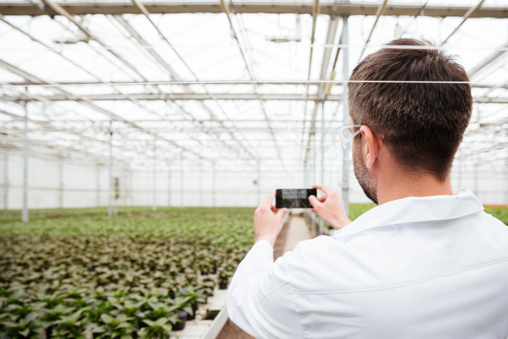 Cannabis cultivation specialist photographing greenhouse crops, gathering visual data for machine learning analysis and precision agriculture.