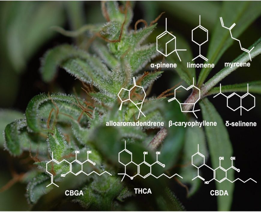 GrowerIQ discusses cannabis terpene extraction