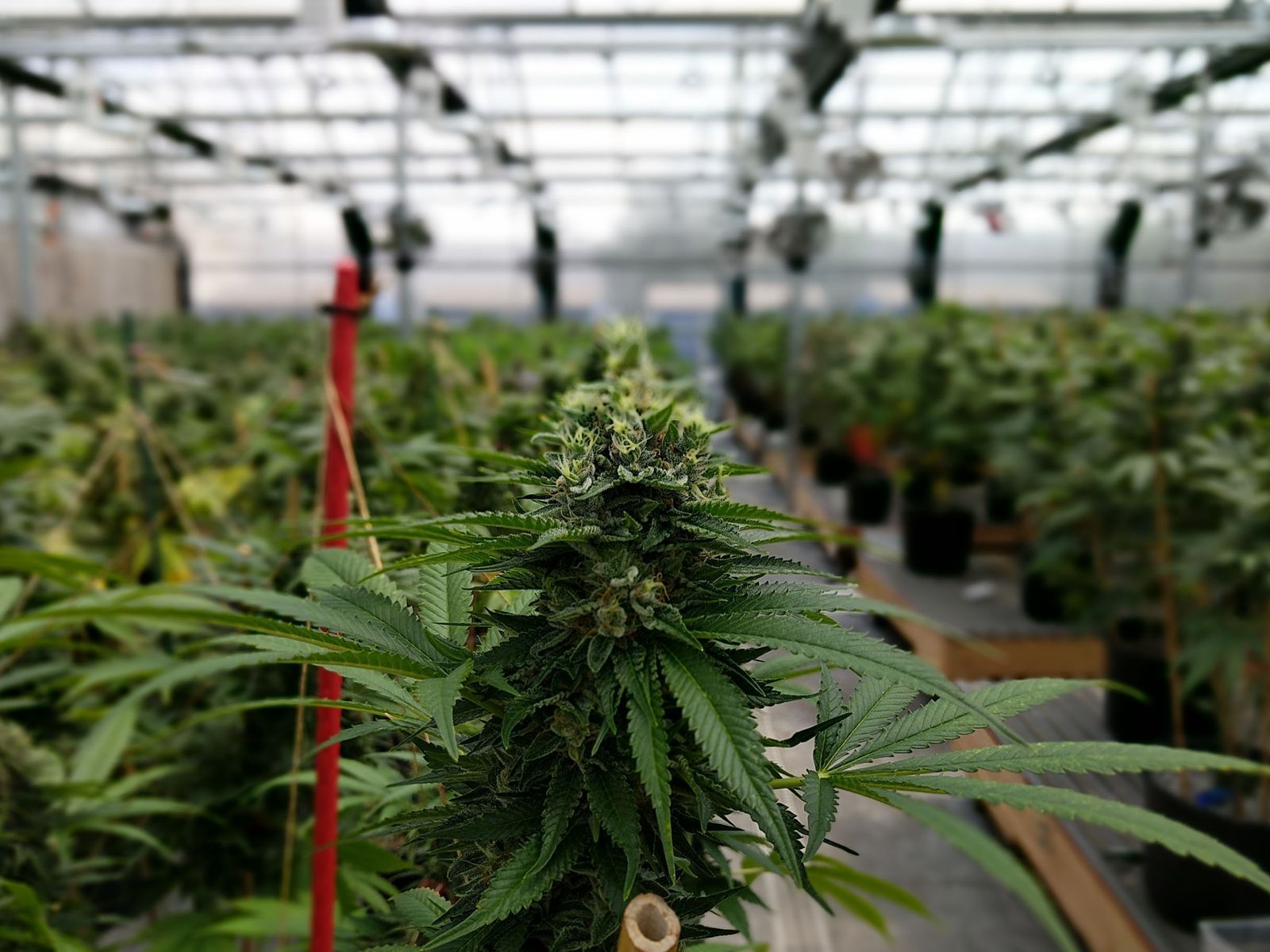 GrowerIQ's greenhouse design services will ensure maximum cultivation efficiency