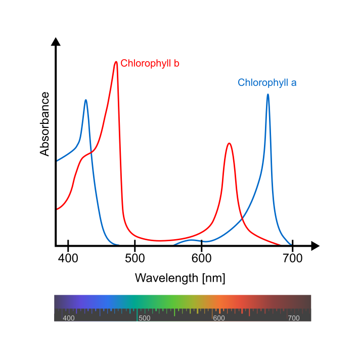 Understanding the absorbance spectrum of chlorophyll is important when considering cannabis cultivation lighting.