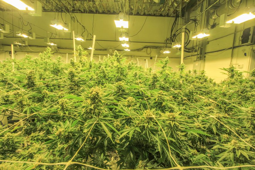 Growing Under High Light Intensities - Cannabis Business Times