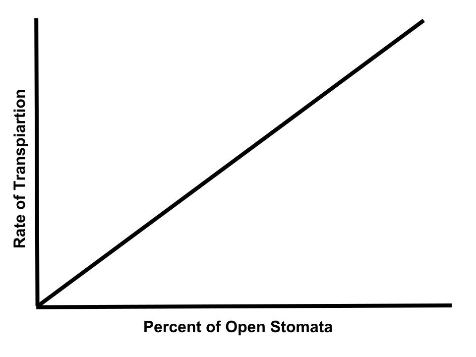 Transpiration increases proportionally to the number of open stomata