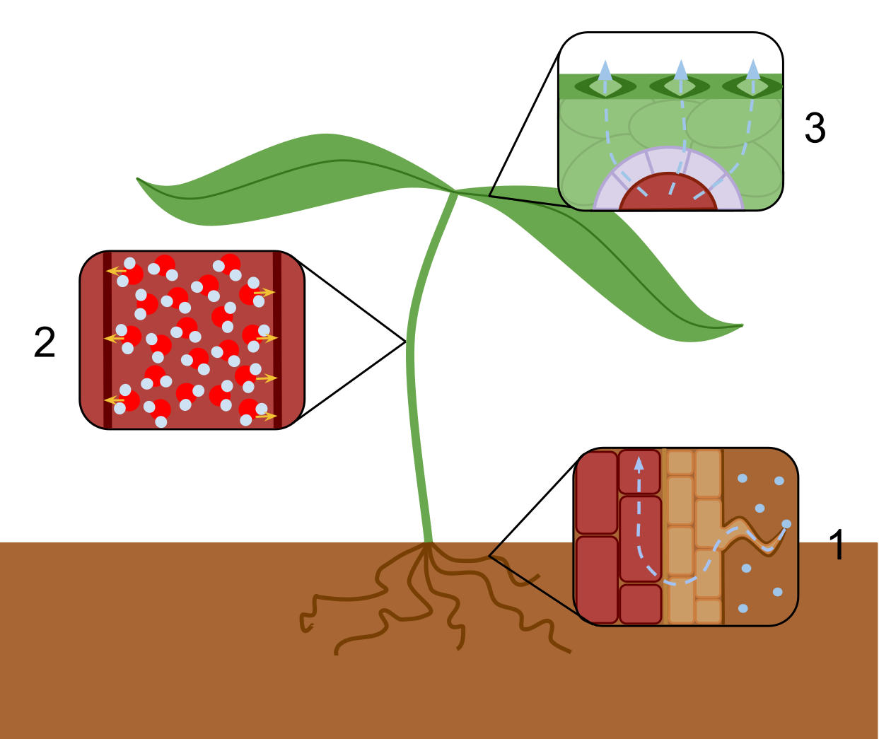 In transpiration, water enters the plant through the roots (1), moves up the xylem (2), and then exits through stomatal pores (3).