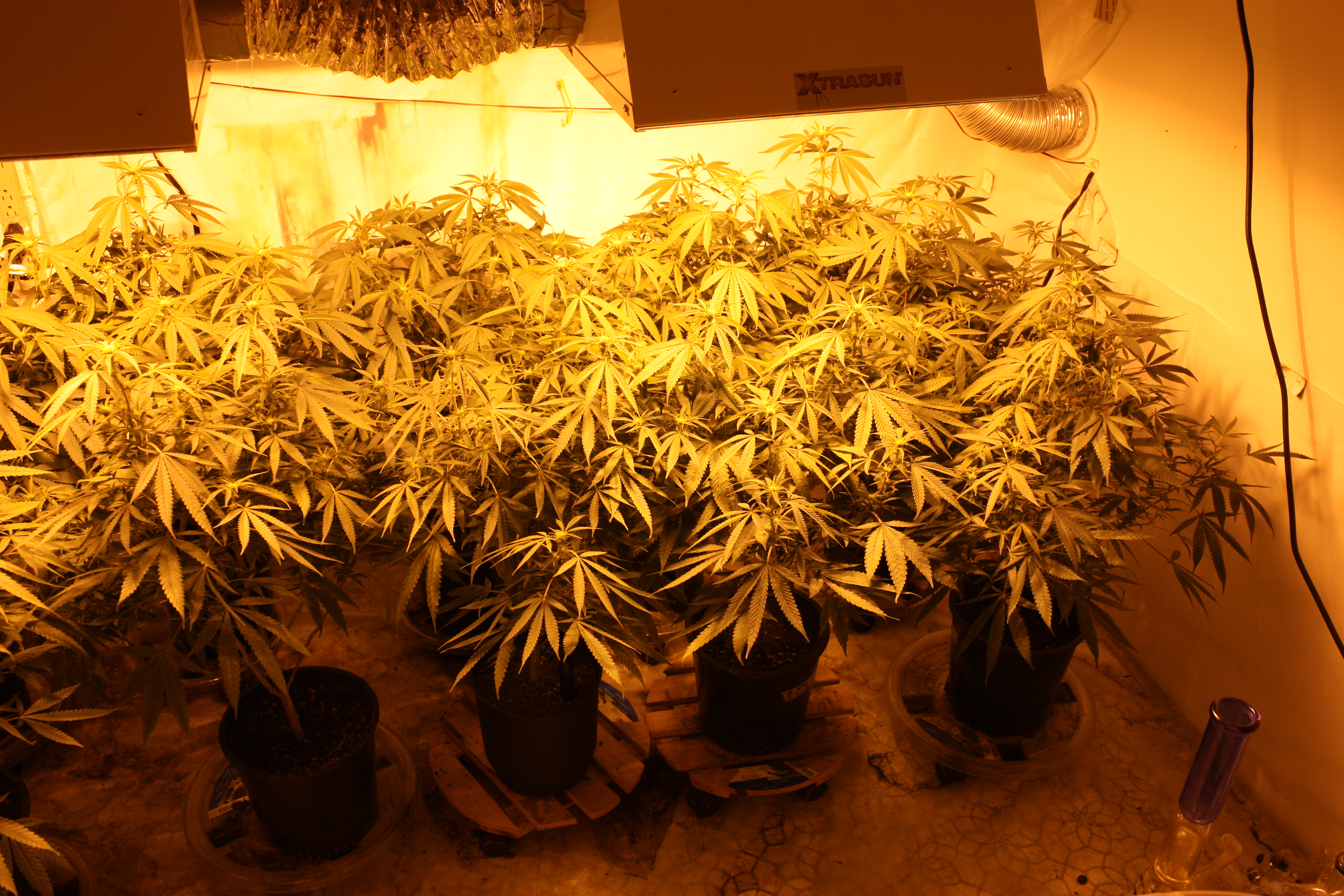 Chosing the right Master Grower to set up commercial grow rooms is critical.