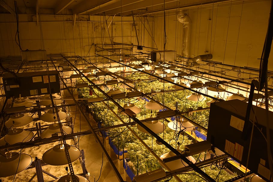 setting up a commercial grow room is a great option for medicinal cannabis producers.