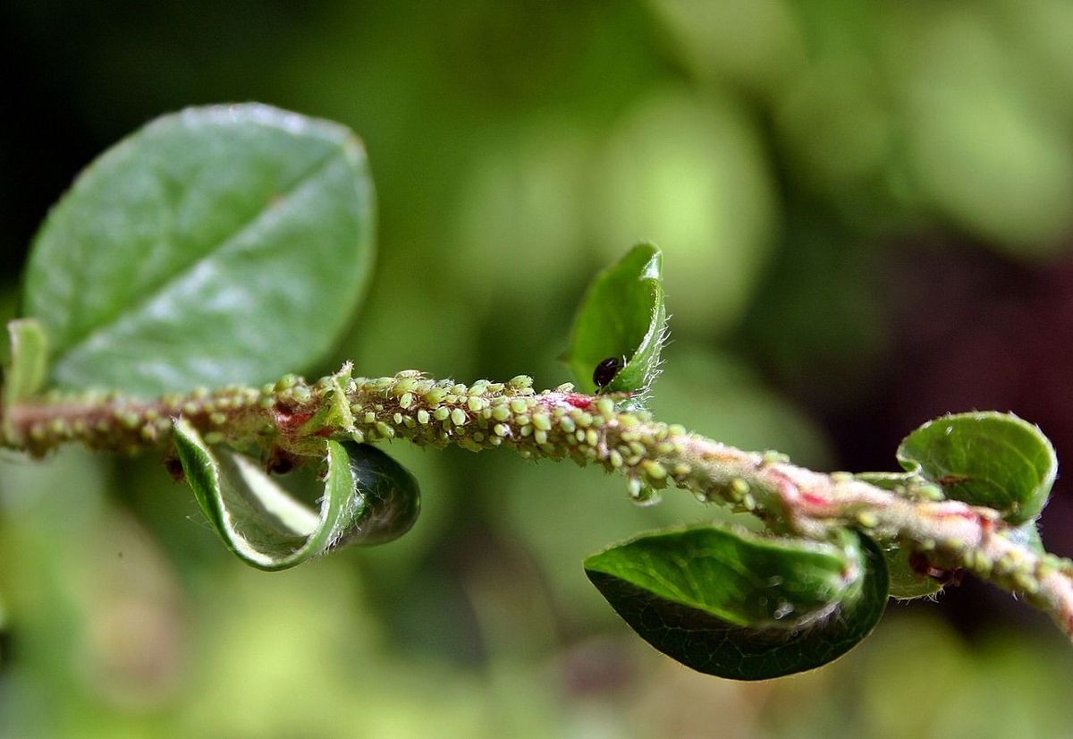 A severe infestation of aphids. The insects can be clearly seen as little green scales along the plant stem. IPM strategies using ladybugs may help reduce the aphid population.