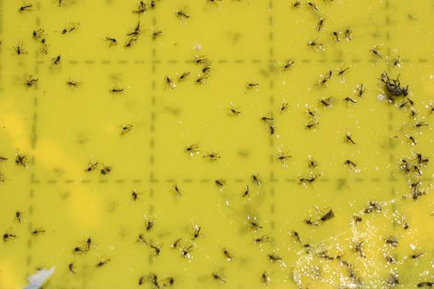 A yellow sticky card filled with midges. Photographed by Leanne Pundt for <a href="http://ipm.uconn.edu/documents/raw2/html/398.php?display=print">UCONN</a> Integrated Pest Management Program.