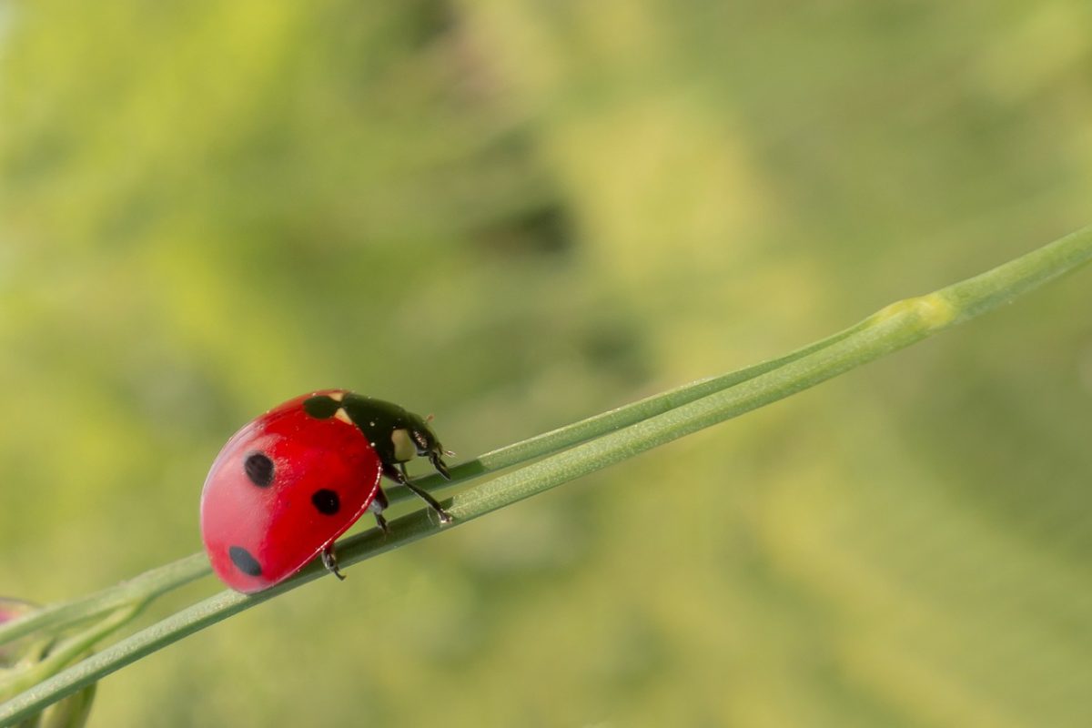Lady bugs can be used for natural pest management