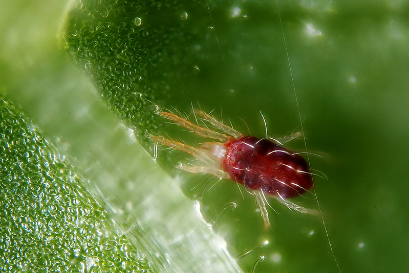 GrowerIQ's Guide to IPM: Cannabis Spider Mites - Tetranychus urticae
