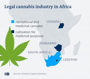 Cannabis production is gaining steam in Southern Africa.