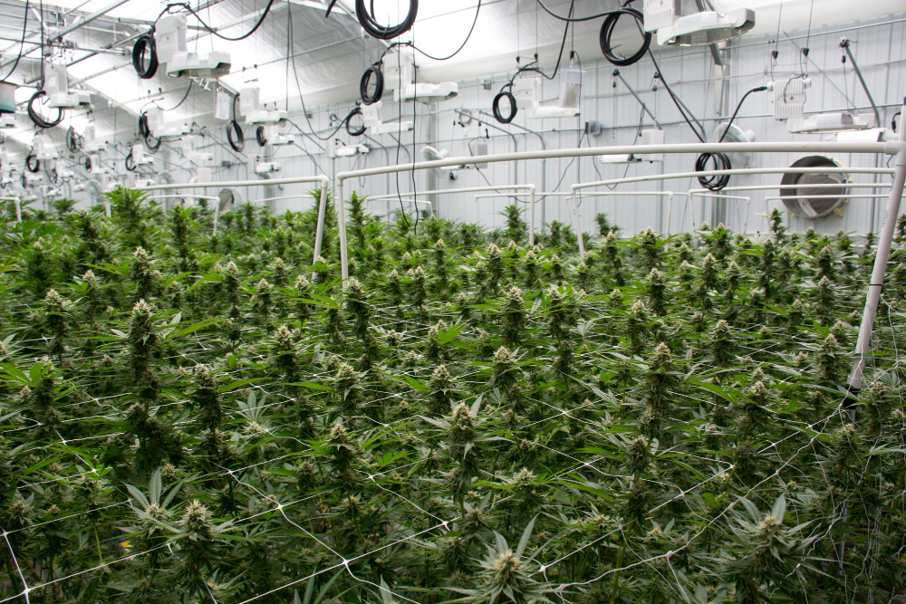 Hydroponic Weed plants growing indoors under artificial lights, supported by a trellis netting system in a large-scale cannabis cultivation facility.