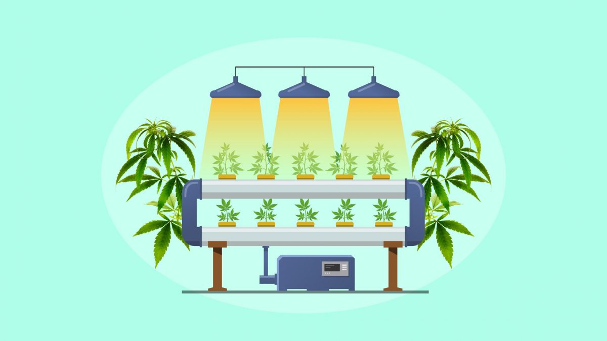 Hydroponic Weed Guide for Growers