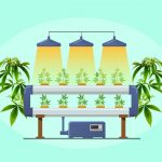 Anbauer-Ratgeber für Hydroponisches Cannabis