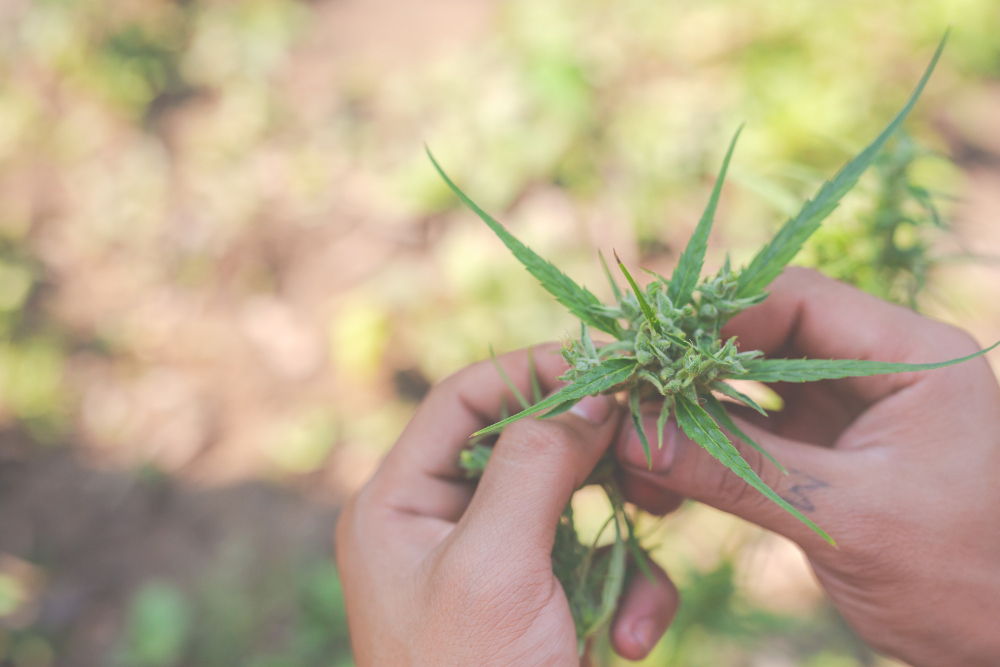 A person carefully inspecting a young cannabis plant in a garden, illustrating an early stage in how to grow cannabis from seed