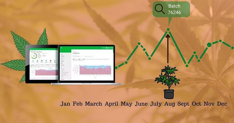 What Is Cannabis Software