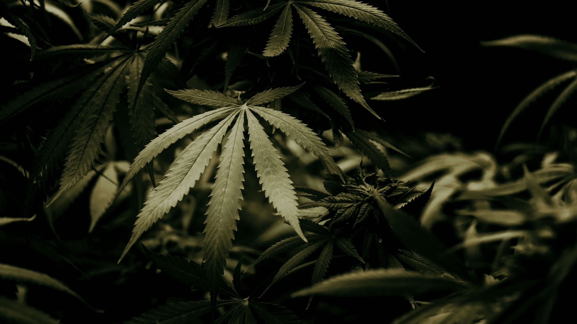 The legalization of cannabis cultivation in Zambia has the potential to bolster both its agricultural industry and tourism. Cannabis is a new industry, and the government's restrictions on getting a cannabis license in Zambia has resulted in limited growth but there are tremendous opportunities.