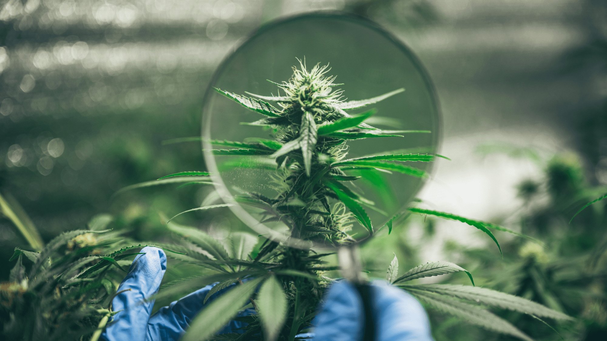 Andrew Wilson, un veterano de la industria del cannabis y CEO de GrowerIQ, recientemente publicó un artículo para la revista Rolling Stone que predice el desarrollo futuro de la industria del cannabis en 2023.
