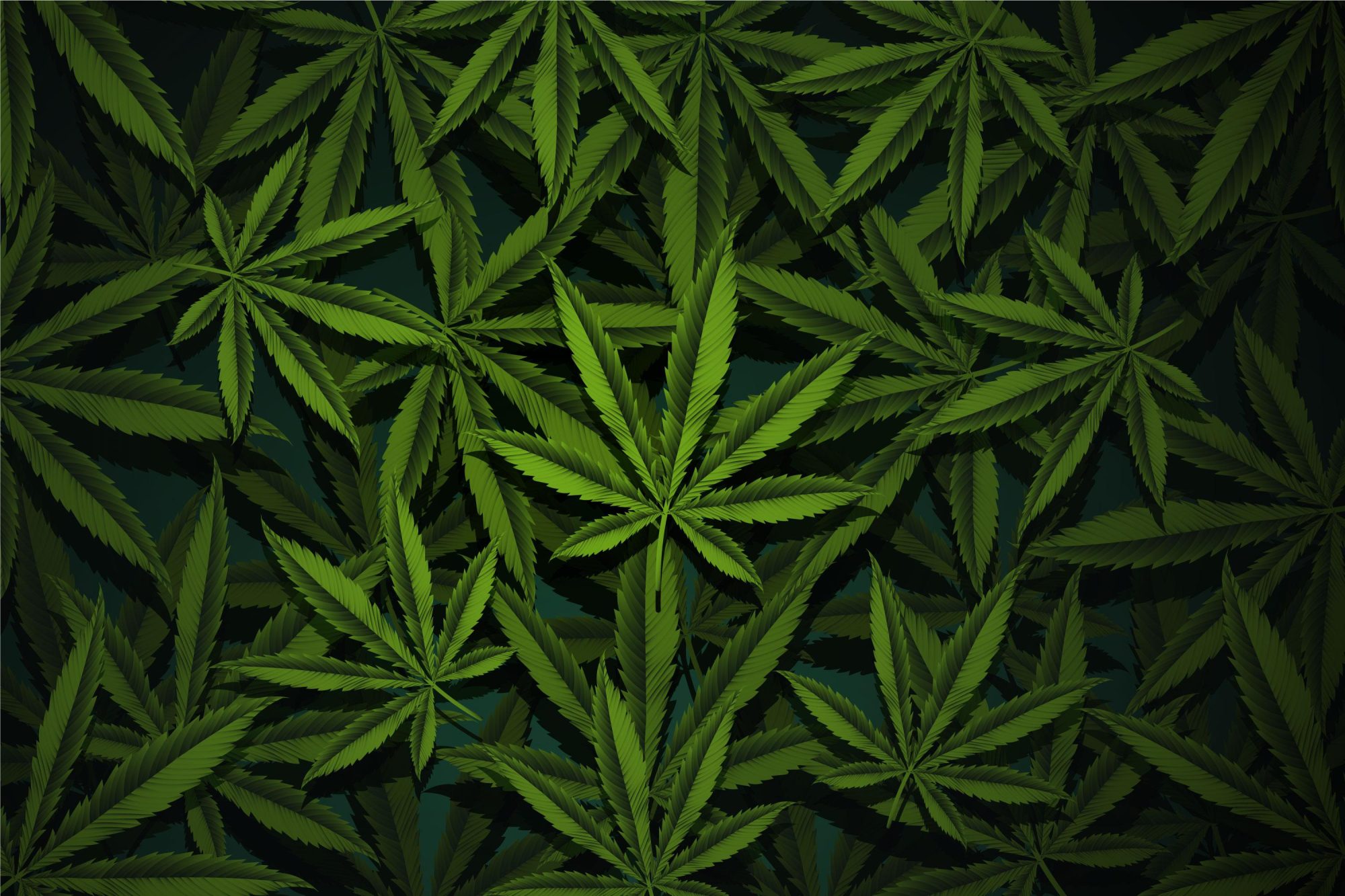 Healthy marijuana plant thriving with the Best Fertilizer and Nutrients for Marijuana