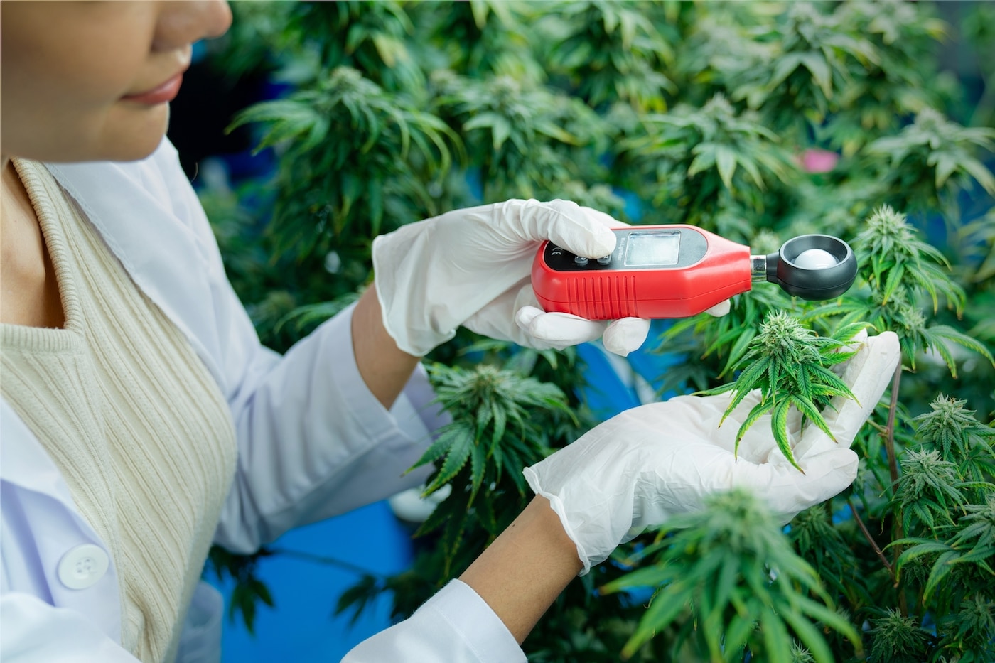 Showcasing Best Cannabis Quality Assurance Practices through Product Quality Assessment