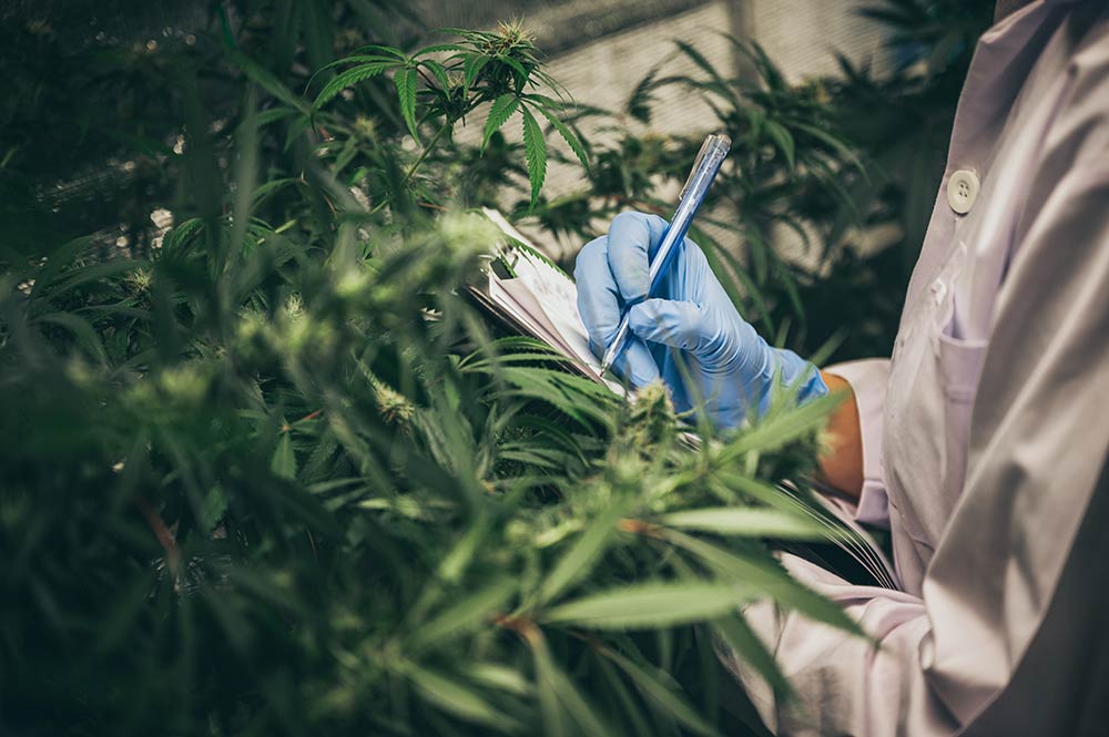 Cannabis Quality Control for the Best Cannabis Quality Assurance Practices