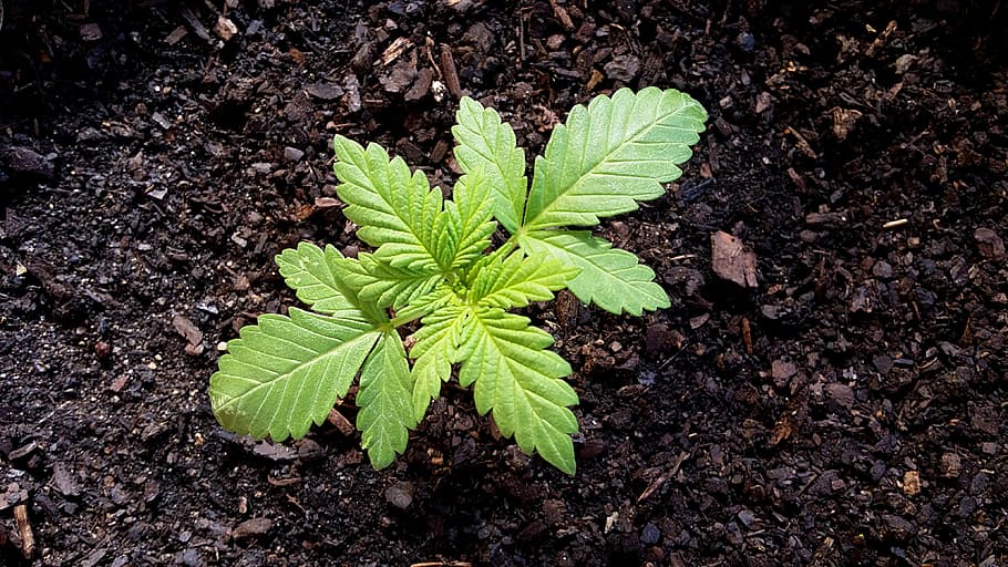 Growing Cannabis Indoors - Seedling