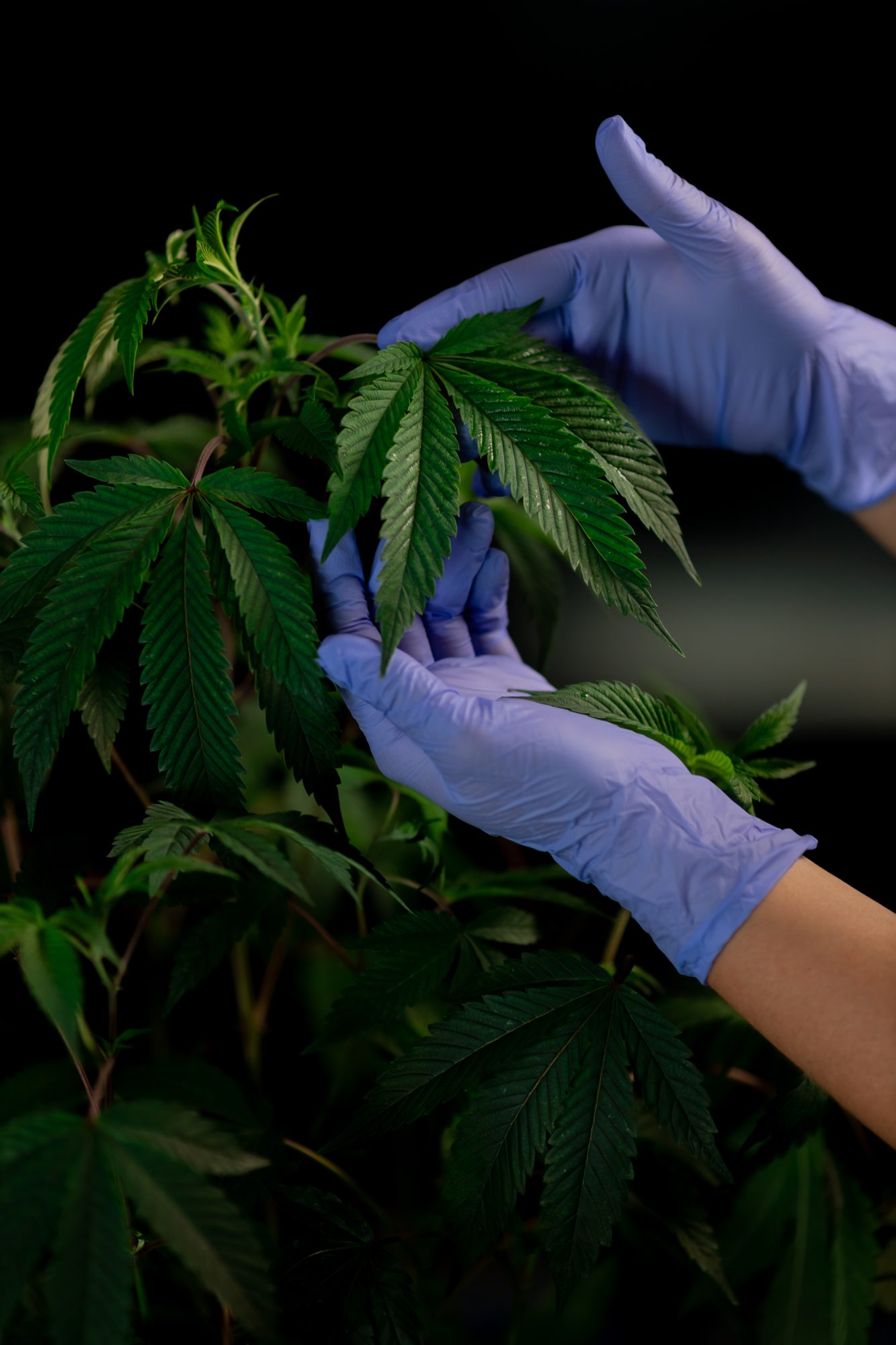 Growing Cannabis - Cannabis Leaf