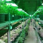 Ultimate Guide to Cannabis Vertical Farming & 3 Different Vertical Farming Systems to Consider