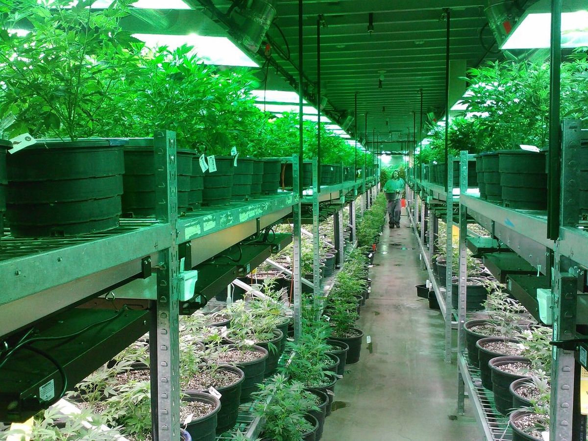 Growing Cannabis Indoors - Costly Infrastructure