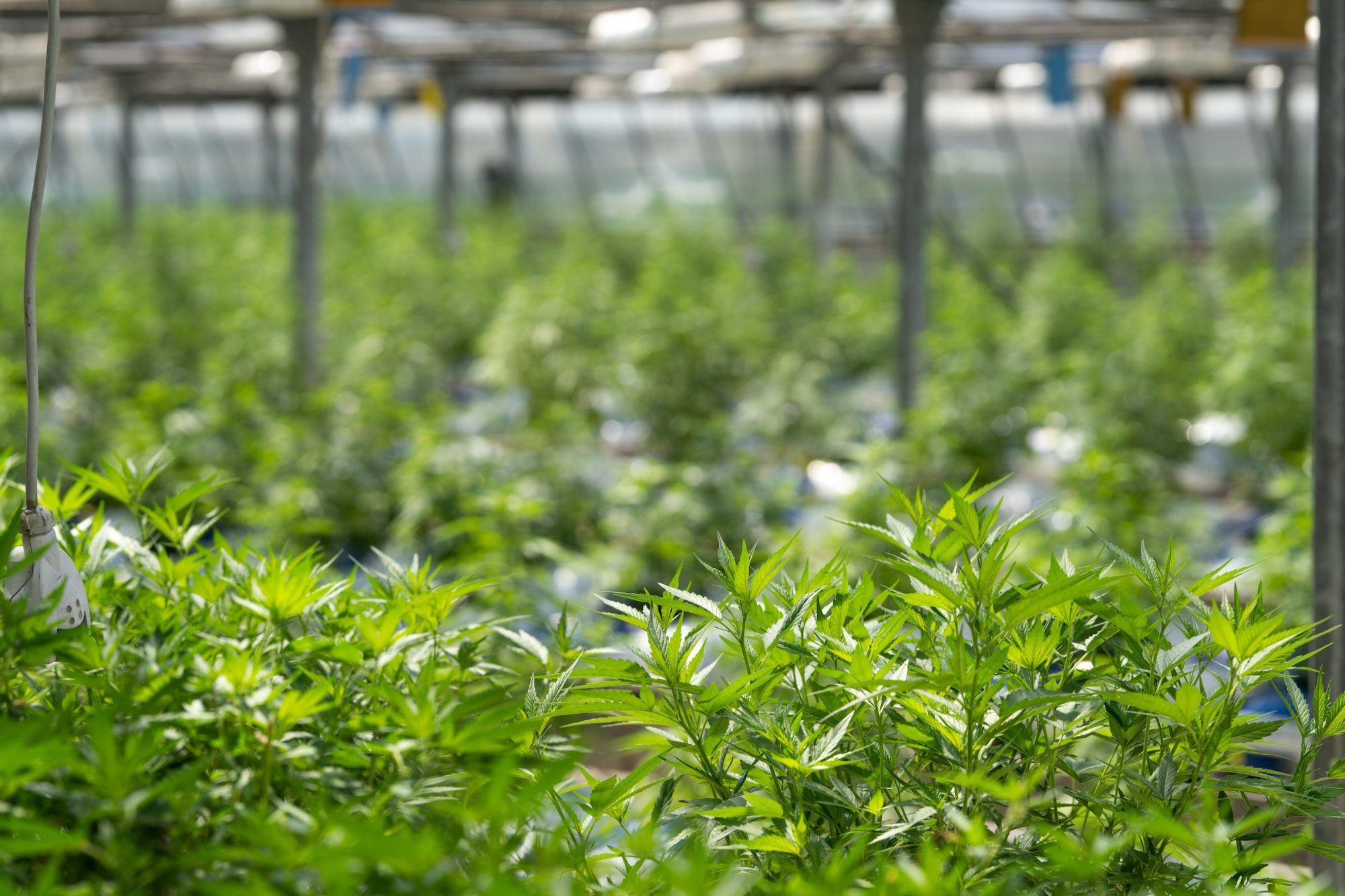 cannabis farm -  Founding a growing association