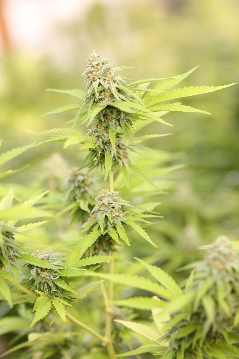 How To Know When To Harvest Cannabis - Yellow Leaves on Cannabis Plant