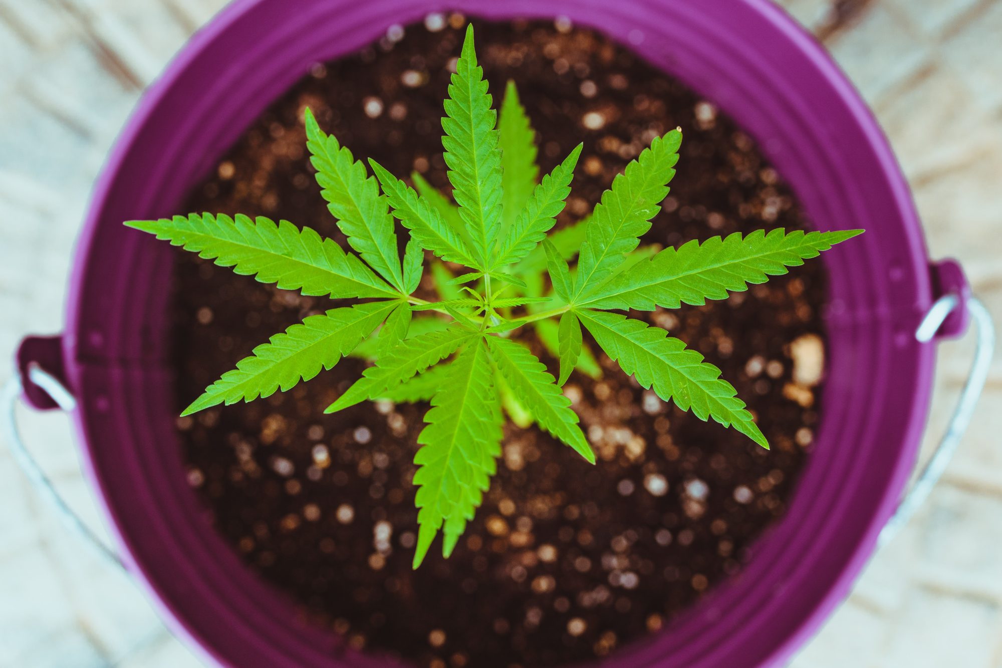 Growing Cannabis - Vegetative Cannabis