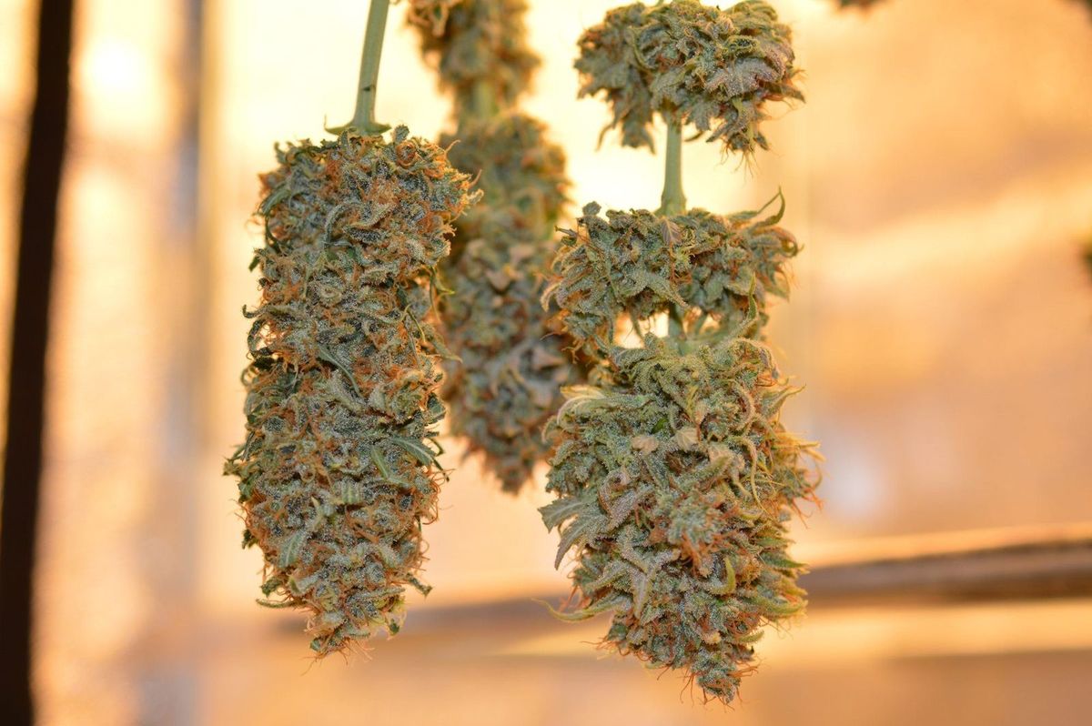 drying cannabis