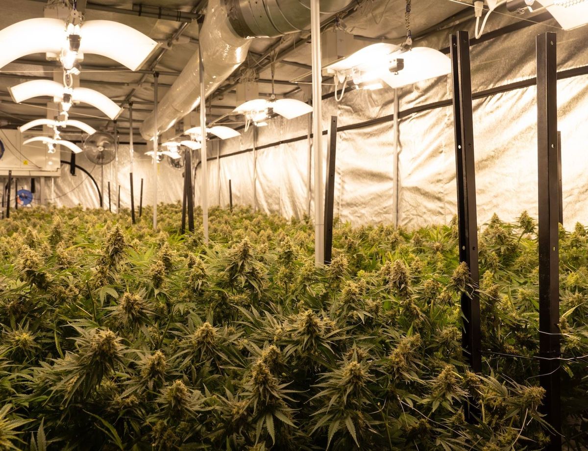 indoor cultivation design - lighting