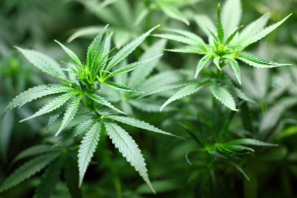 Cannabis Analysis: How It's Done & Best Practices - GrowerIQ.ca