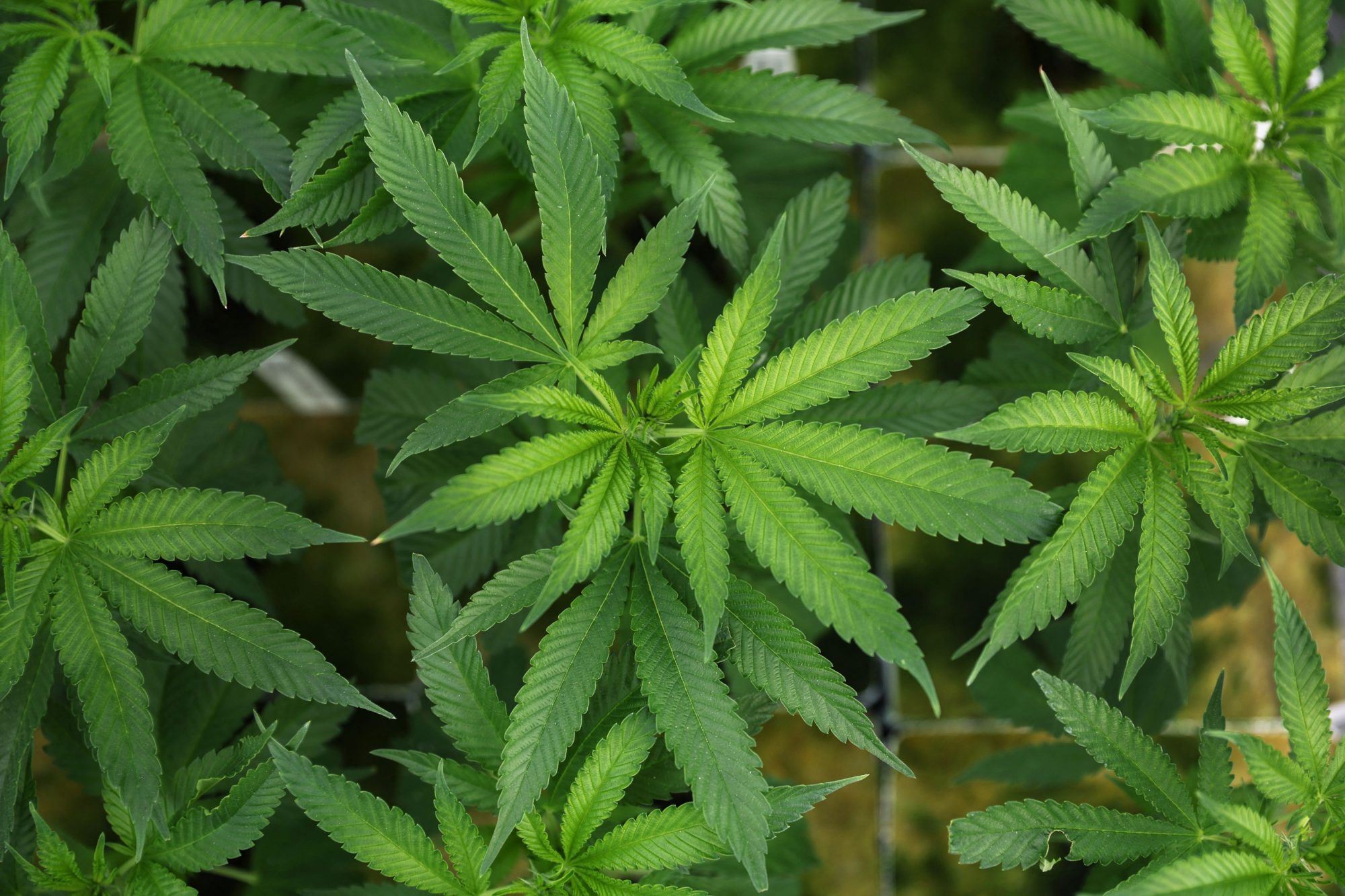 Cannabis Cultivation - High Quality Plants
