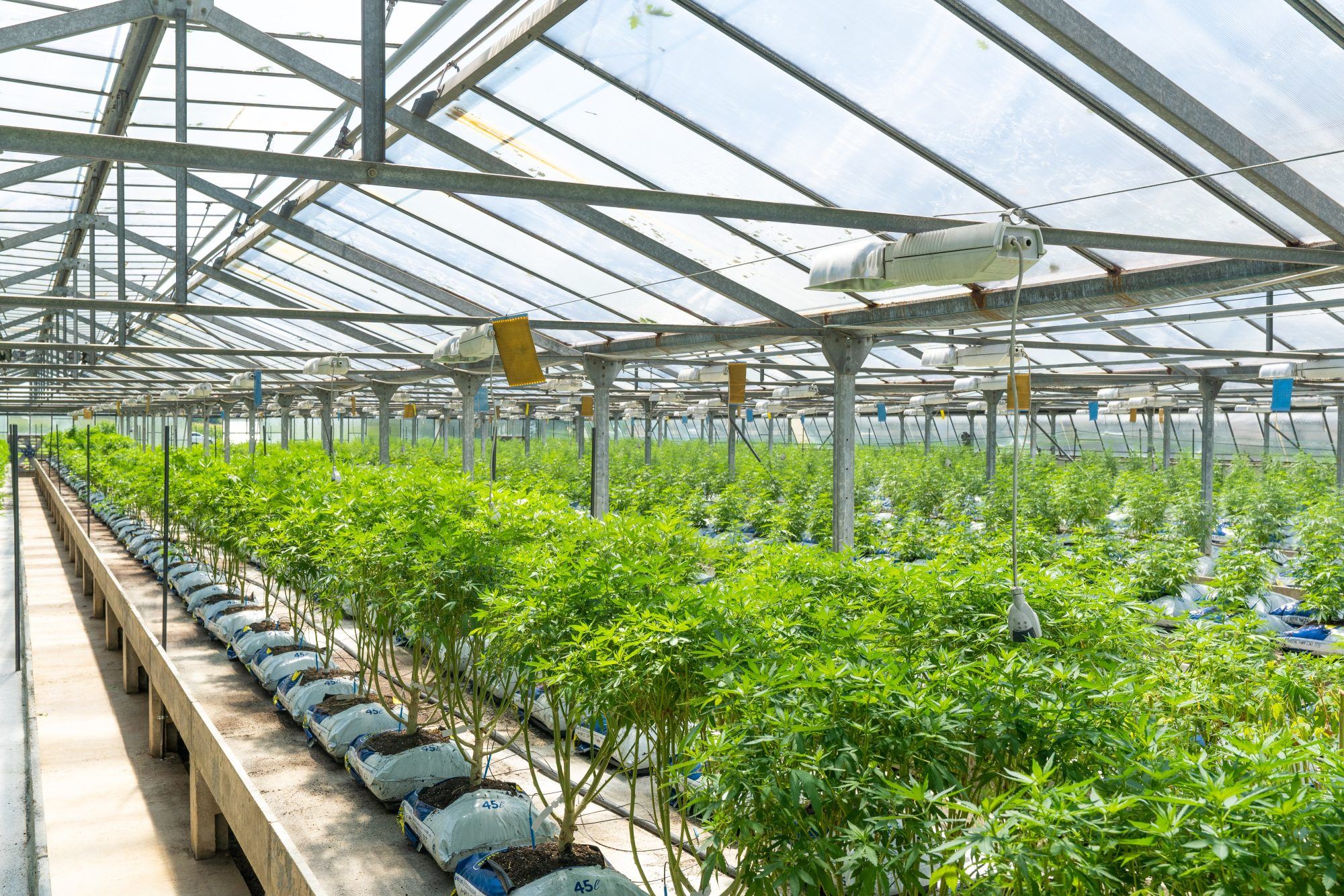 Cannabis Cultivation in Greenhouse