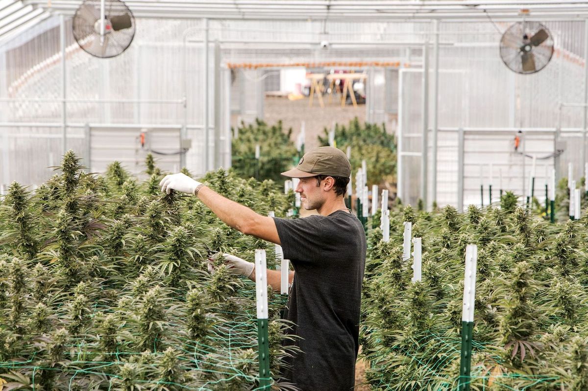 Person Cultivating Hemp - Is a Cannabis Association Profitable