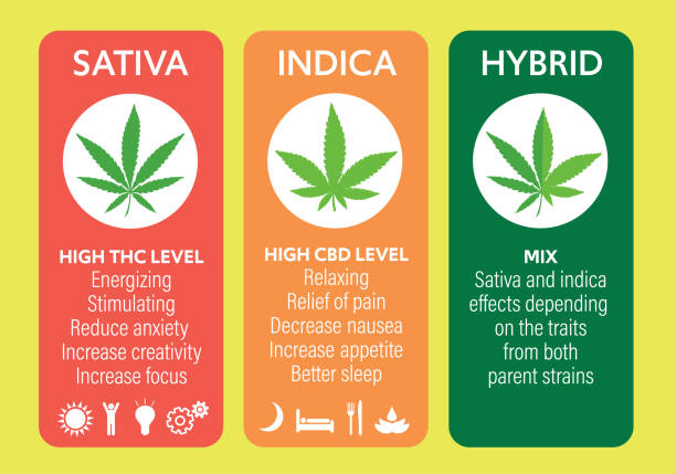 cannabis genetics - 2