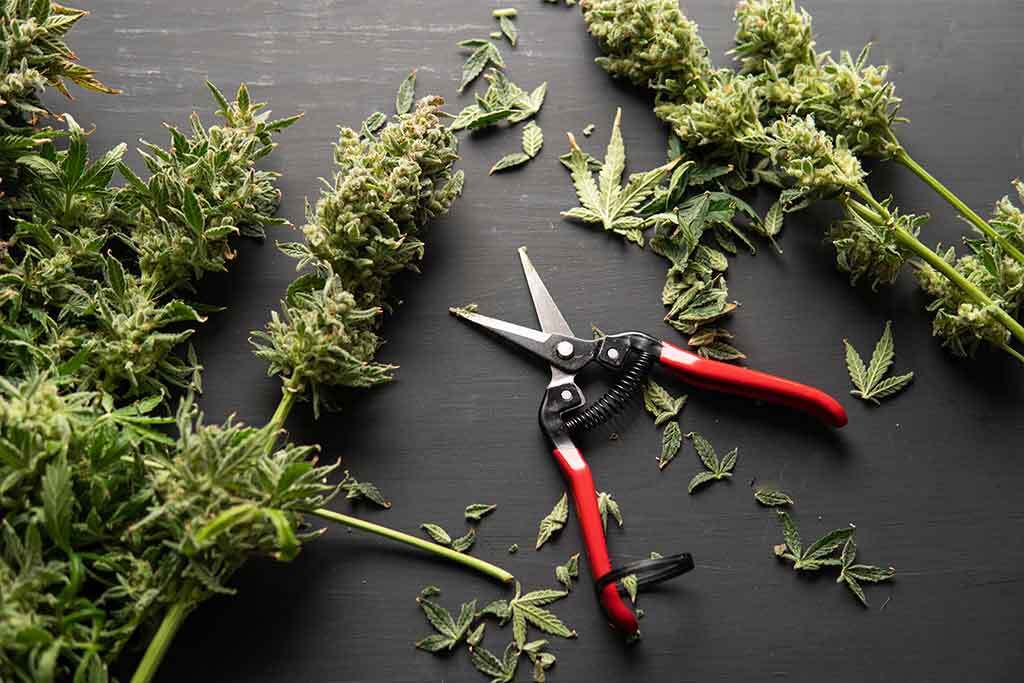 Cannabis Harvesting Equipment - Manual Equipment