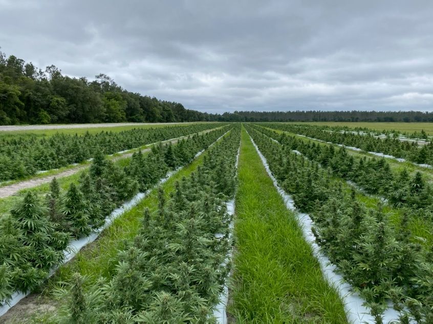 cannabis cultivation techniques - outdoor cannabis growing