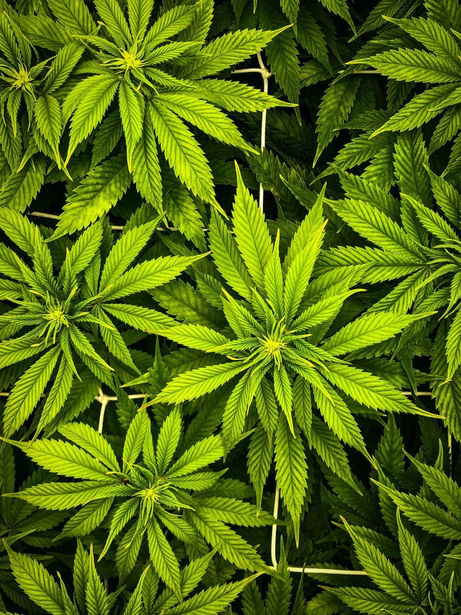 Quality control for cannabis in cultivation environment.