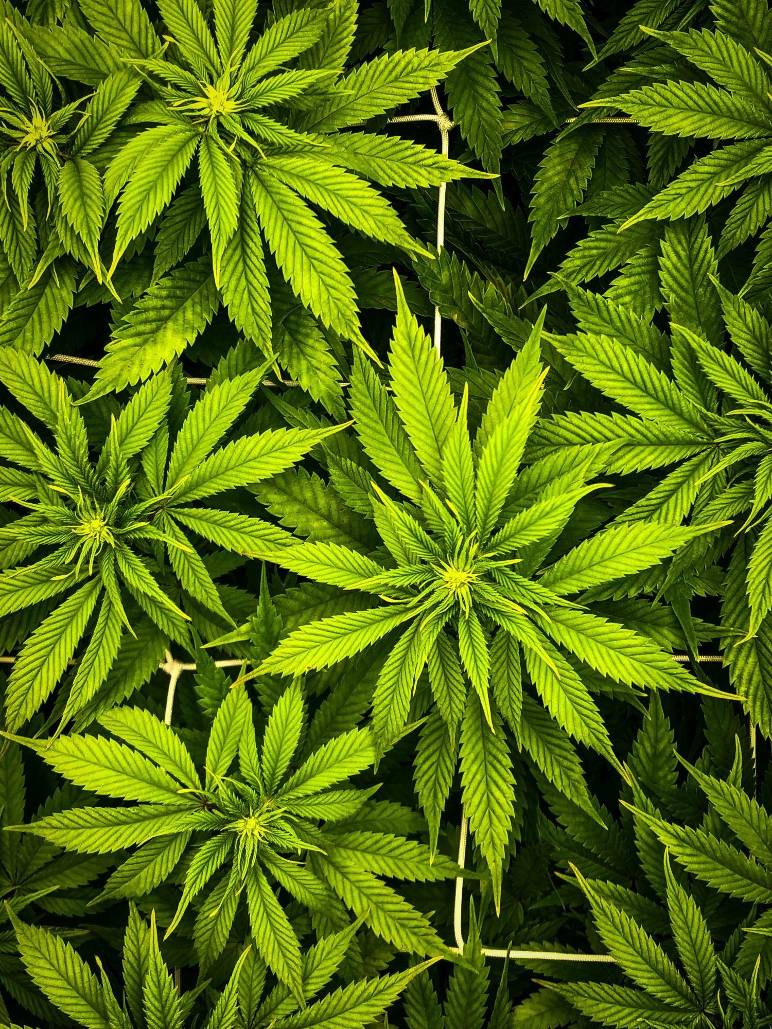 Growing Cannabis - Cannabis Indica