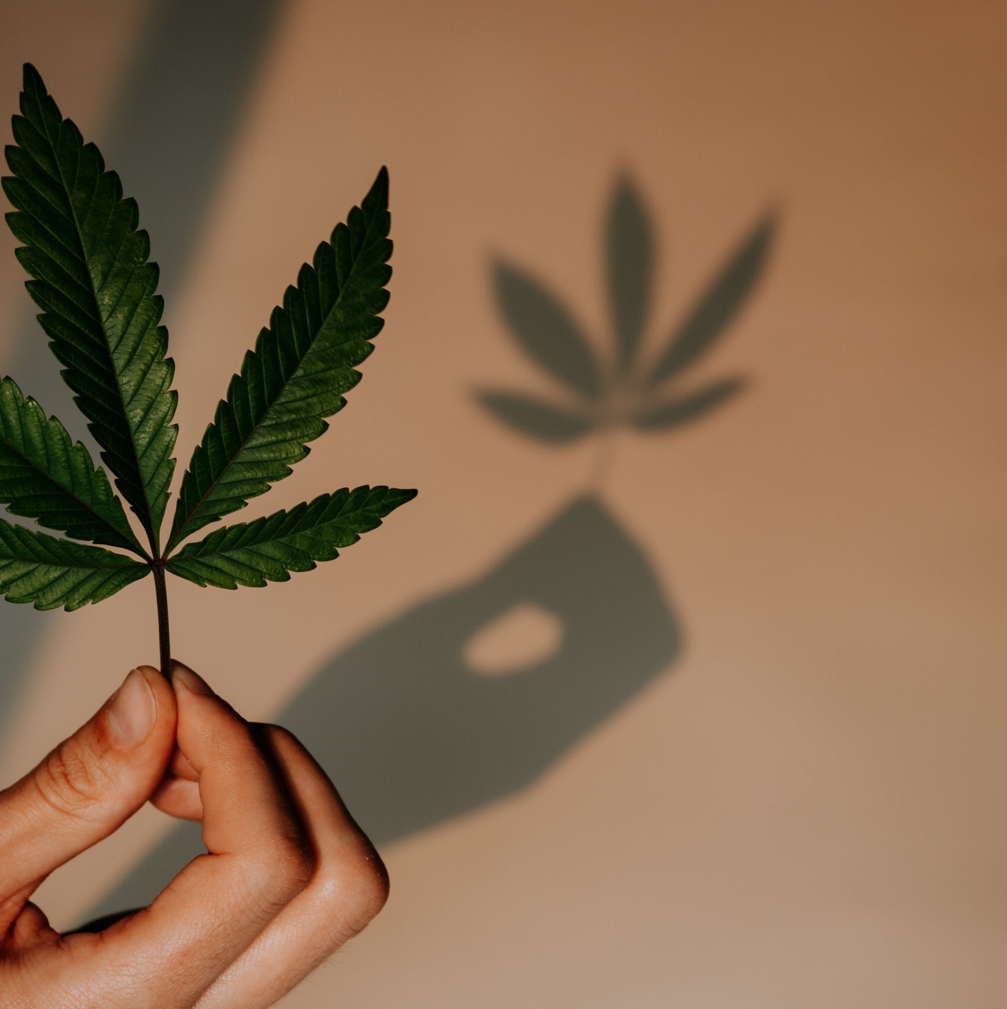 Cannabis Quality Control - High Quality Cannabis Leaf