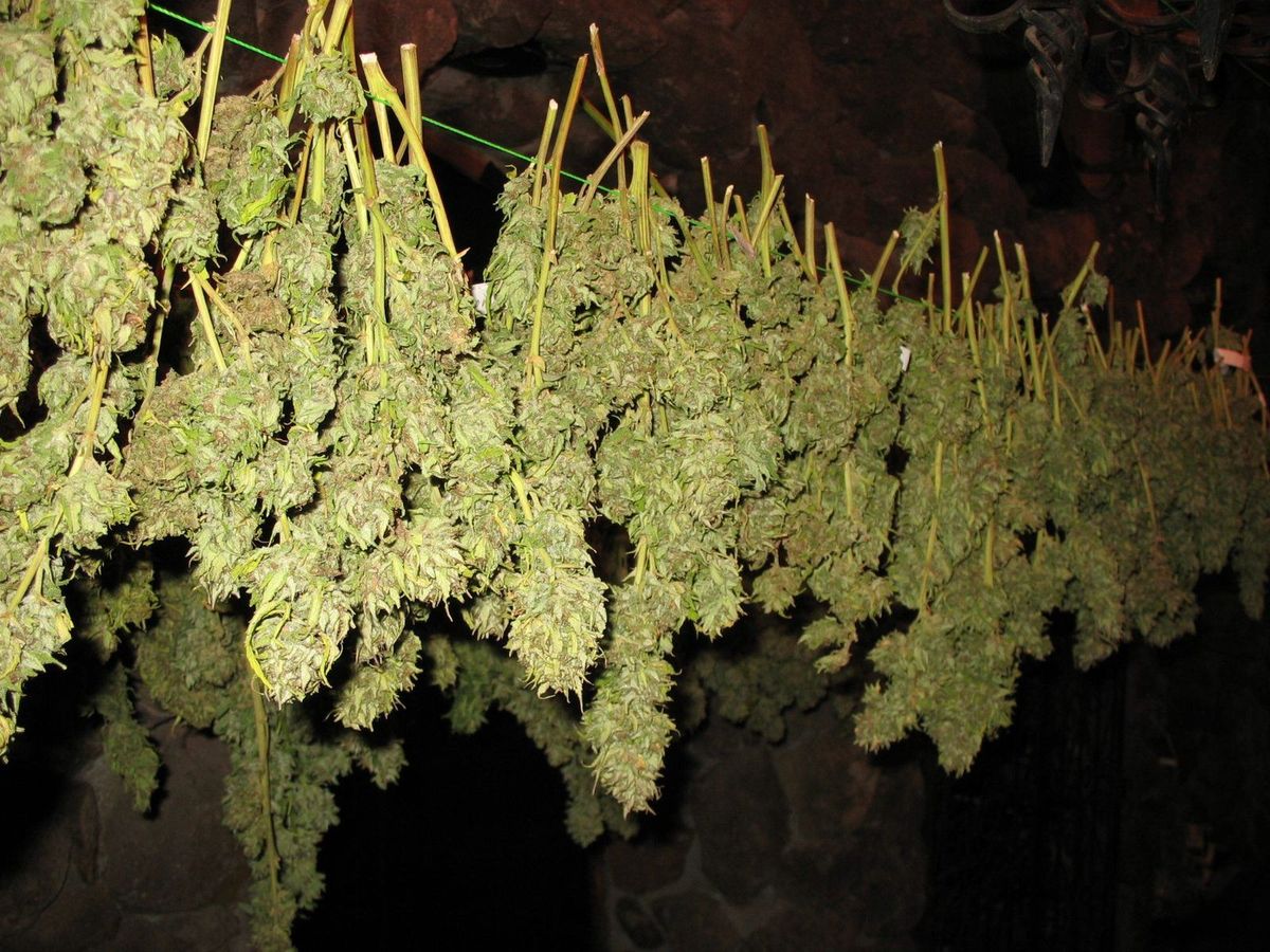 curing cannabis - drying in the dark