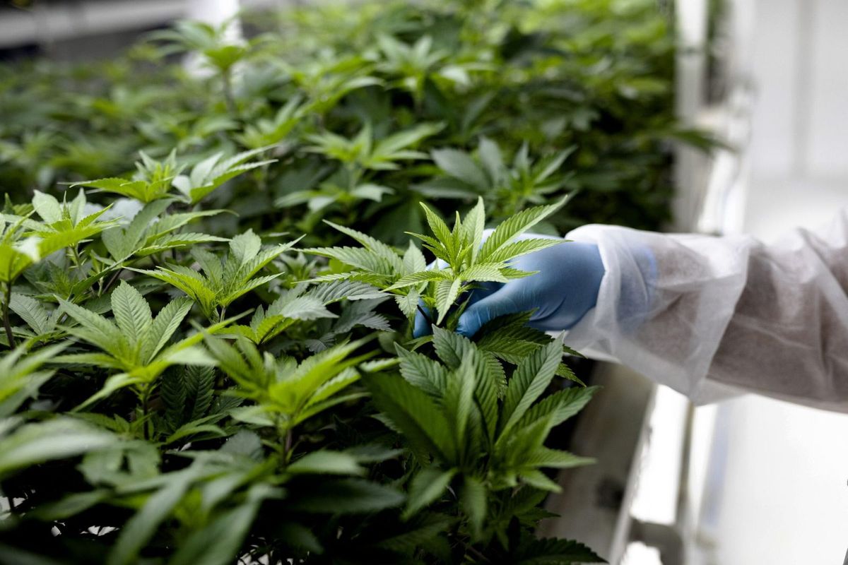 how to become a grower for a dispensary - 1 how to become a grower for a dispensary - 1