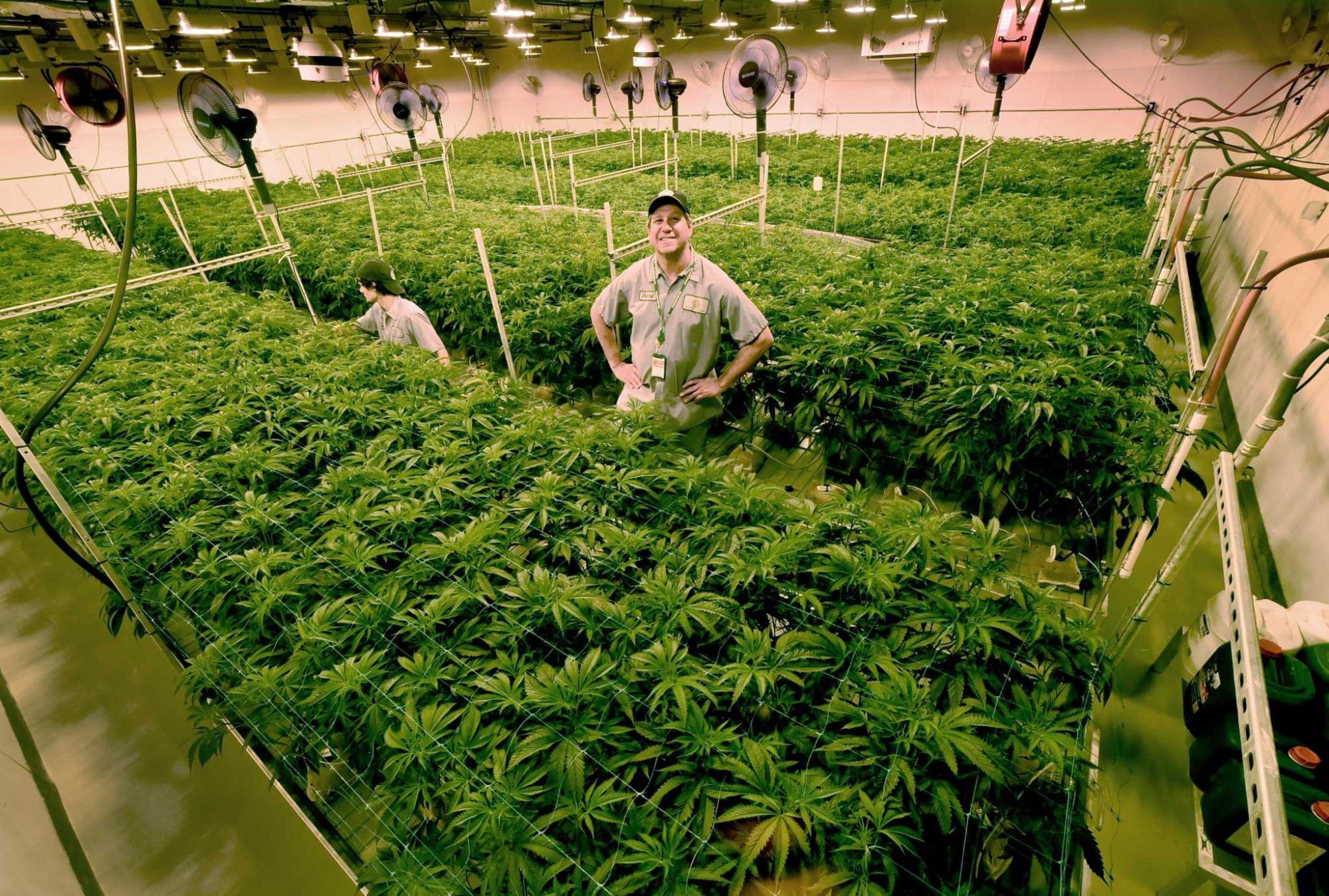 man standing cannabis farm - Founding a growing association