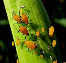 Pest Control for Cannabis - Aphids Pest Control for Cannabis - Aphids