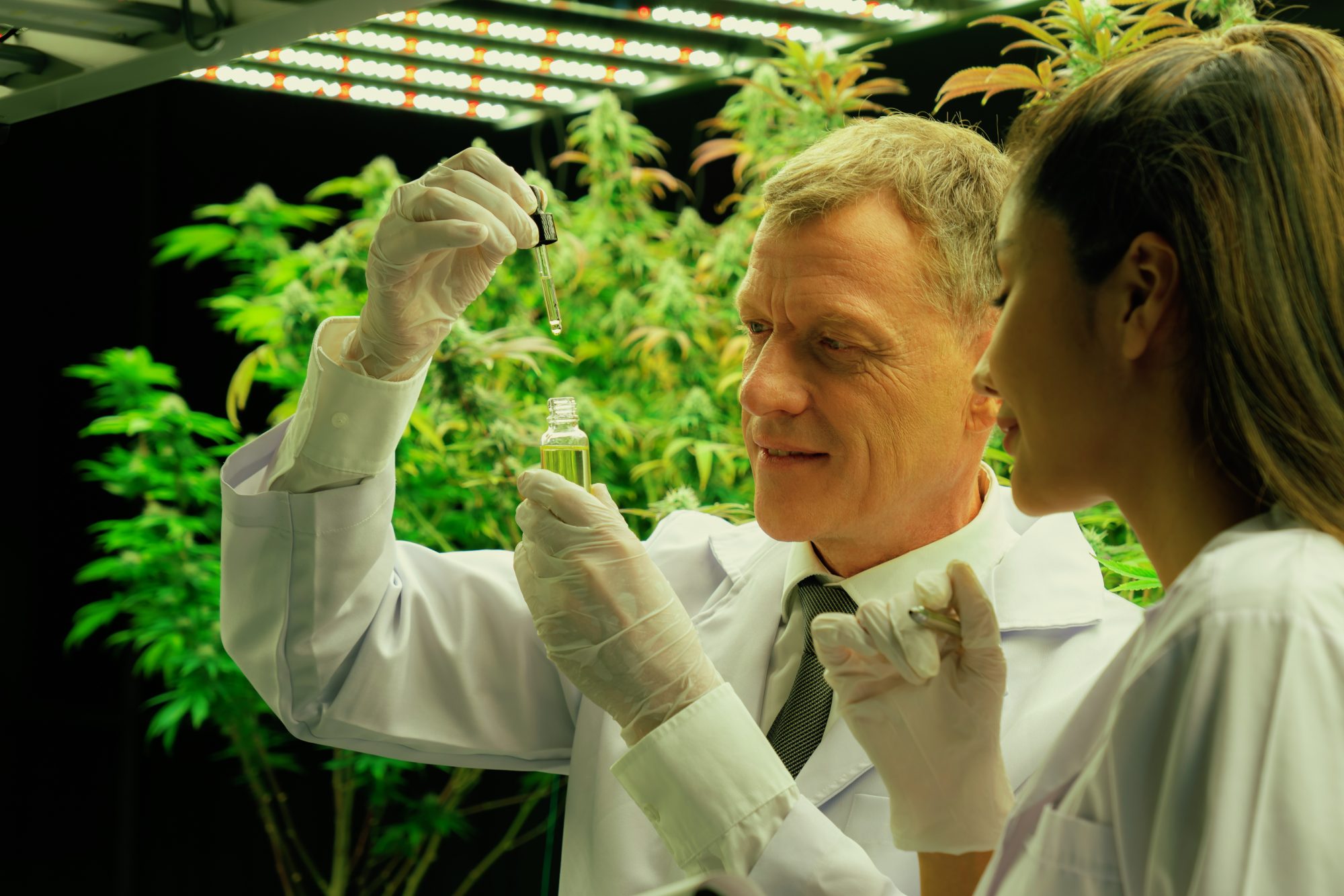 Two scientists inspecting a CBD oil sample in a cannabis grow facility, ensuring quality and traceability with the help of Cannabis Compliance software.