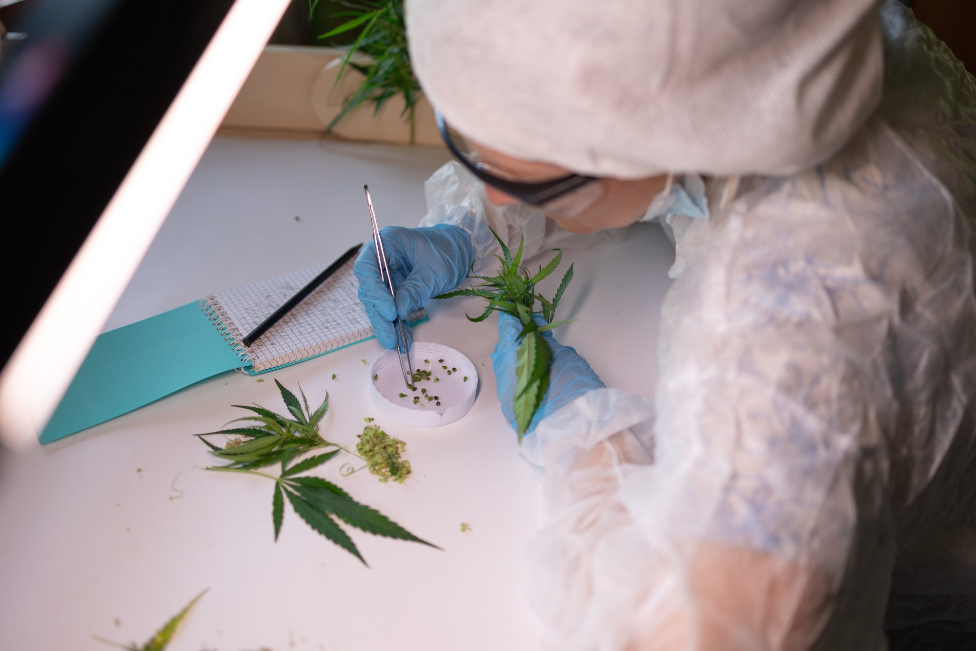 Scientist analyzing cannabis samples as part of quality control supported by Cannabis Compliance software.