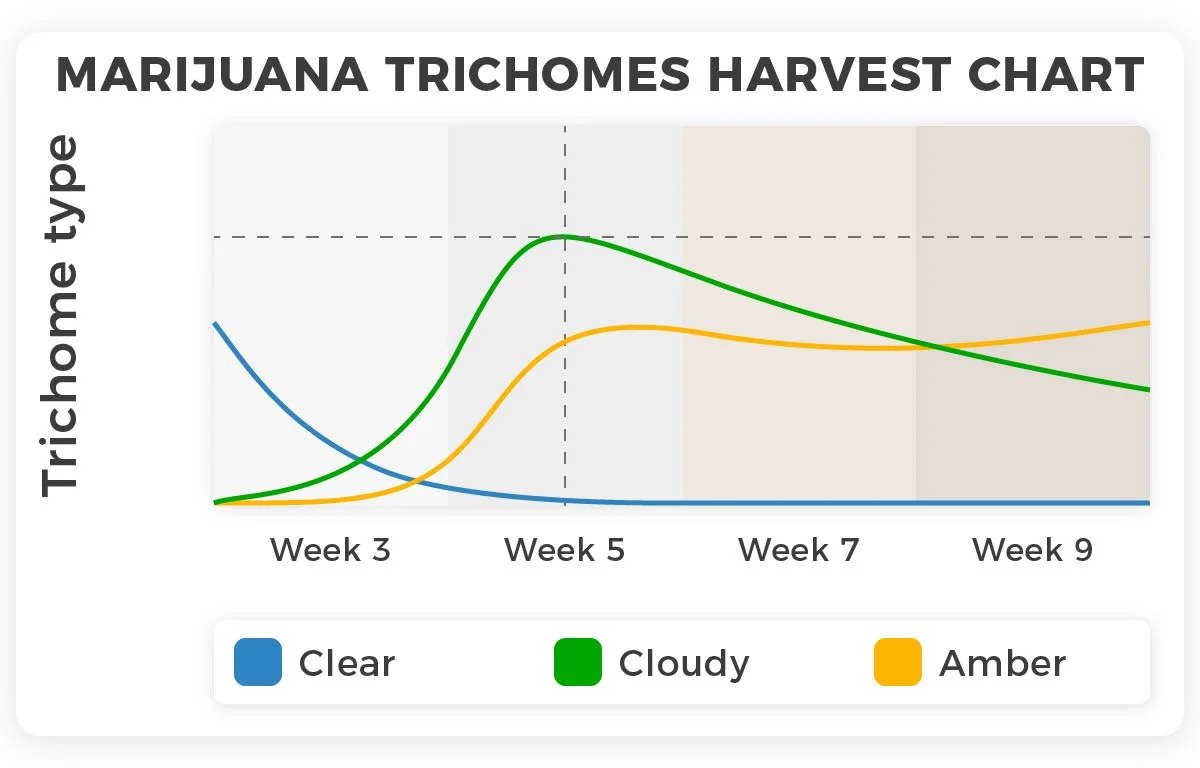 trichome harvest chart